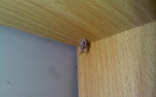 为什么衣柜里有小小虫子,为什么衣柜里有很多小虫子 
