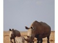 非洲拍动物镜头,非洲动物摄影 