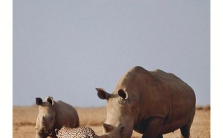 非洲拍动物镜头,非洲动物摄影 