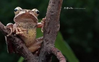 老蛙百微镜头如何（老蛙百微镜头如何拍照）