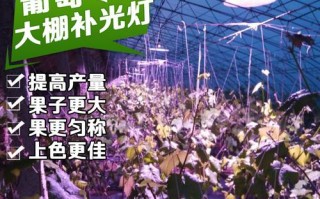 led彩色发光植物灯怎么用 led彩色发光植物灯