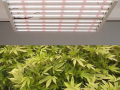 扬州led植物灯价格表-扬州led植物灯价格