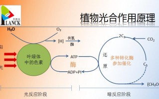 led灯光植物光合作用吗