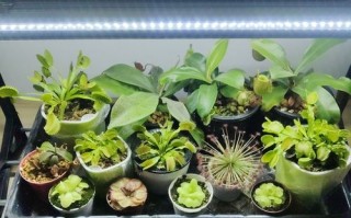 led植物照明灯上市公司-哪家植物led灯好