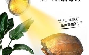  普通led灯照乌龟「电灯照乌龟有用吗」