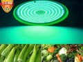水果蔬菜点亮led灯,蔬菜水果用什么灯光好看 