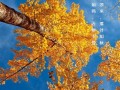  用镜头表现秋天「镜头里的立秋景象优美句子」