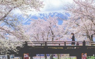 日本樱花旅游拍照镜头（日本樱花风景区）