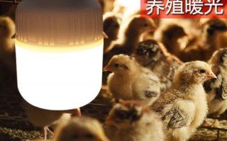 养鸡场用什么灯 养鸡用led灯好吗