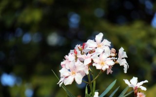 小景深长焦镜头（景深镜头 长焦镜头）