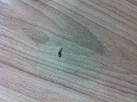 柜子里的小黑虫是什么虫-第3张图片-DAWOOD LED频闪灯