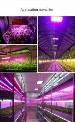 秦皇岛led植物灯厂家-第2张图片-DAWOOD LED频闪灯