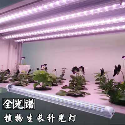 led植物灯出口排名前十名-第3张图片-DAWOOD LED频闪灯