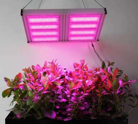 led植物灯怎样搭配好看-第1张图片-DAWOOD LED频闪灯