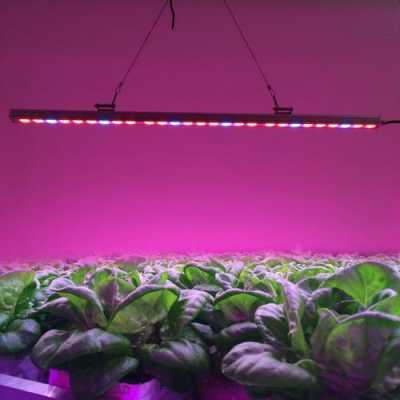 led植物灯怎样搭配好看-第3张图片-DAWOOD LED频闪灯