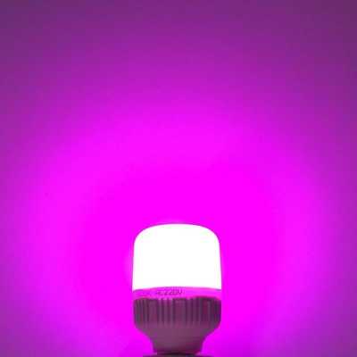 紫色led灯珠结构-第3张图片-DAWOOD LED频闪灯