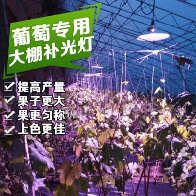 led彩色发光植物灯怎么用 led彩色发光植物灯-第1张图片-DAWOOD LED频闪灯