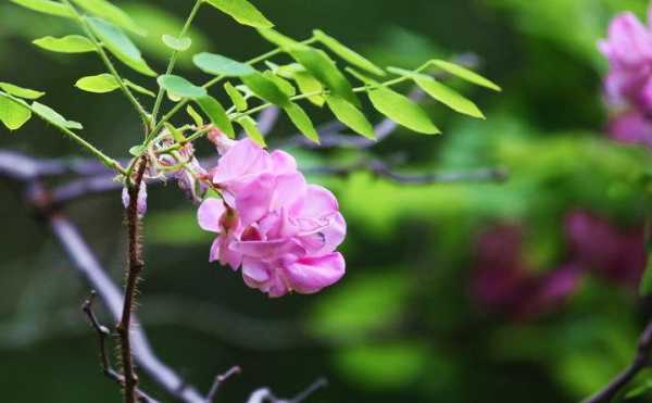 花草做镜头,花草摄影技巧 -第3张图片-DAWOOD LED频闪灯