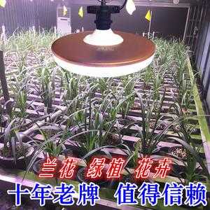 兰花led植物生长灯_兰花植物灯每天用多久-第1张图片-DAWOOD LED频闪灯