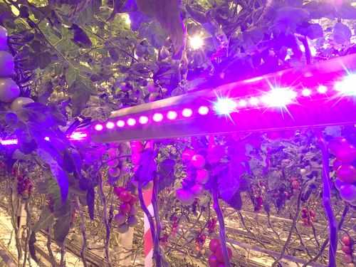 普洱led植物生长灯,普洱led植物生长灯好用吗 -第2张图片-DAWOOD LED频闪灯