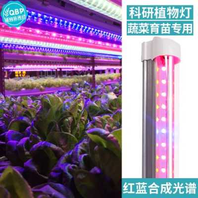嘉兴led植物灯价格（植物灯多少钱）-第1张图片-DAWOOD LED频闪灯