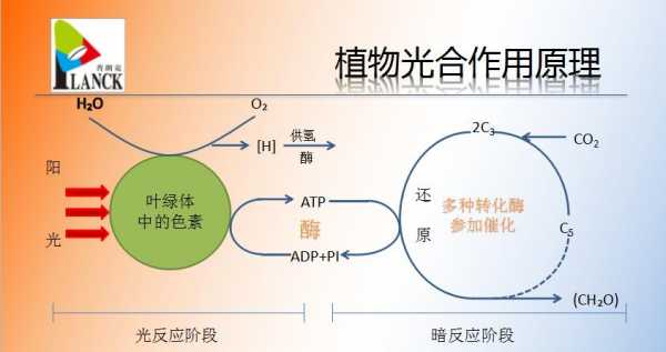 led灯光植物光合作用吗-第1张图片-DAWOOD LED频闪灯