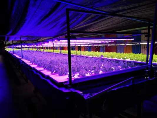led植物灯智商税（led植物灯有用吗）-第3张图片-DAWOOD LED频闪灯