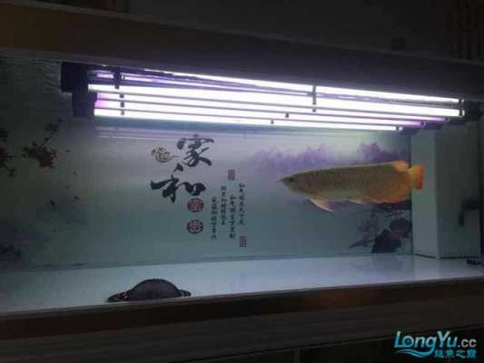 龙鱼缸灯光怎么放比较好 龙鱼缸LED水中灯-第3张图片-DAWOOD LED频闪灯