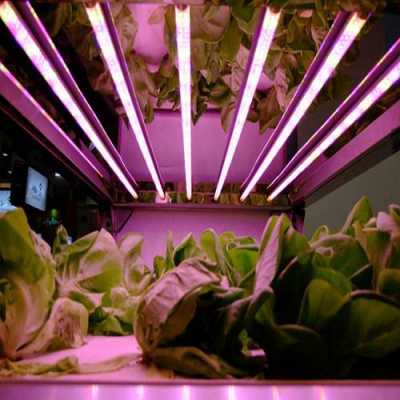宁波led植物灯供应_宁波led植物灯供应商电话-第3张图片-DAWOOD LED频闪灯