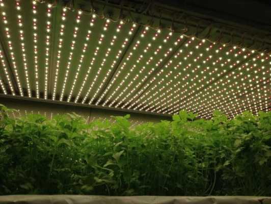 led植物灯的特点_植物led灯和普通led灯-第2张图片-DAWOOD LED频闪灯