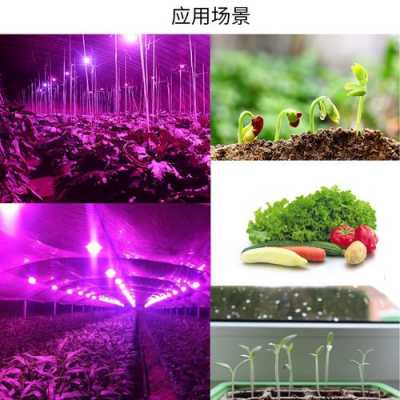 led灯适合种菜吗_led灯能满足植物生长需求吗-第2张图片-DAWOOD LED频闪灯