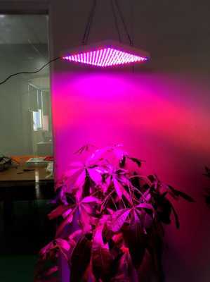 植物 红光 蓝光 红蓝光led植物灯-第3张图片-DAWOOD LED频闪灯