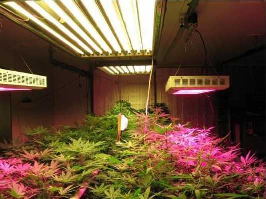 led植物生长灯缺点和优点-第1张图片-DAWOOD LED频闪灯