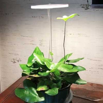led植物生长灯缺点和优点-第3张图片-DAWOOD LED频闪灯