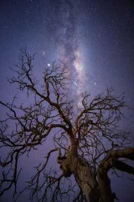 老蛙镜头拍摄星空（老蛙镜头画质怎么样）-第2张图片-DAWOOD LED频闪灯