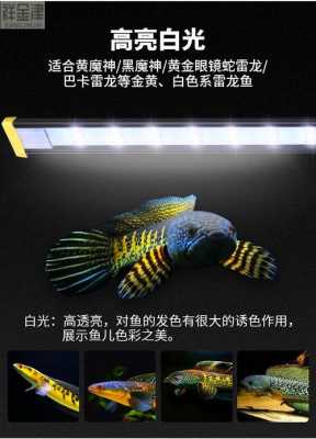 雷龙鱼专用灯led,雷龙鱼用什么灯好 -第2张图片-DAWOOD LED频闪灯