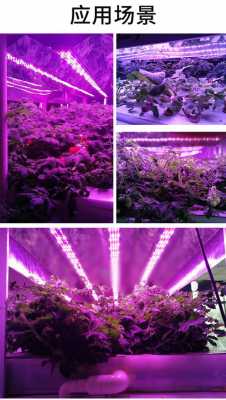  led照明植物灯江苏「led植物照明概念股」-第2张图片-DAWOOD LED频闪灯