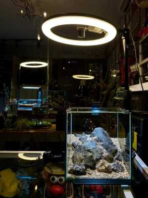 鱼缸需要配led灯（鱼缸有必要放led灯吗）-第2张图片-DAWOOD LED频闪灯