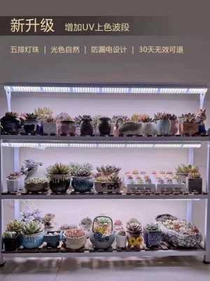 适合植物生长led灯,植物生长灯市场前景 -第1张图片-DAWOOD LED频闪灯