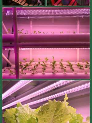 适合植物生长led灯,植物生长灯市场前景 -第3张图片-DAWOOD LED频闪灯