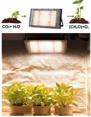 适合植物生长led灯,植物生长灯市场前景 -第2张图片-DAWOOD LED频闪灯